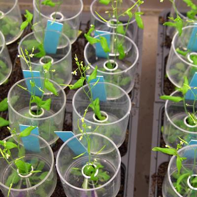 Cover image for research topic "Abiotic Stresses in Field Crops: Response, Impacts and Management under Climate Change Scenario"