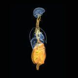 Cover image for research topic "Biological Rhythms in the Brain and Gastrointestinal Tract"