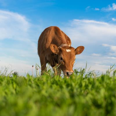 Cover image for research topic "Unravelling the Unknown of the Rumen Microbiome: Implications for Animal Health, Productivity, and Beyond"