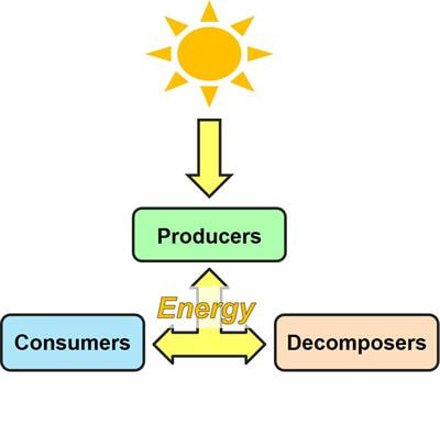 Cover image for research topic "Environmental Bioenergetics"