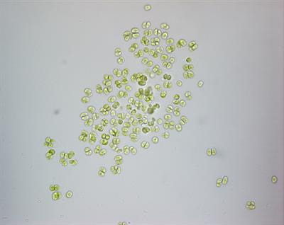 Cover image for research topic "Novel Insights into Algal Biology and Biotechnology"