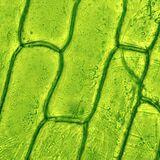 Cover image for research topic "Natural Products in Medicine: Insights from History and Ethnopharmacology"