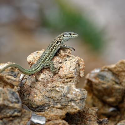 Cover image for research topic "Microbial Symbiosis and Infectious Disease Dynamics in Reptiles and Wildfowl"