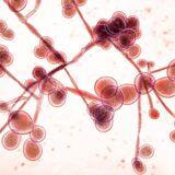 Cover image for research topic "Reproductive Infectious Diseases: Matters Across the Spectrum of Reproductive Health"