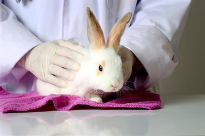 Cover image for research topic "Exploring Anesthetic Risk: Challenges and Solutions in Veterinary Medicine"