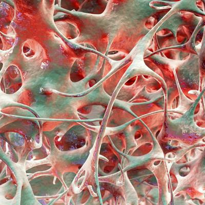 Cover image for research topic "Advances in the Pathogenesis and Treatment of Osteoporosis: From Bench to Bedside"