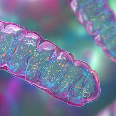 Cover image for research topic "Revealing the Role of Mitochondrial Gene Defects in Tumor Progression and Developing Mitochondrial-Targeted Drugs"