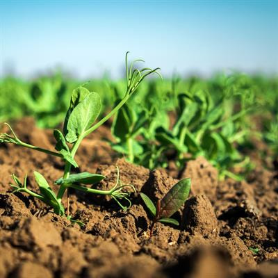 Cover image for research topic "Green Growth: Innovations in Plant Science for Biostimulant Applications"