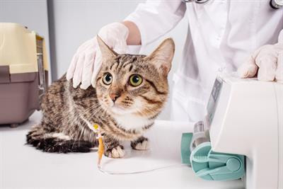 Cover image for research topic "Emerging Challenges in Companion Animal Toxicology"