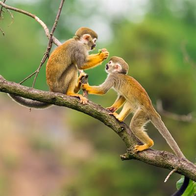Cover image for research topic "Advances in the Conservation of Neotropical Primates"