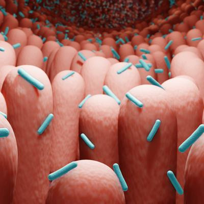 Cover image for research topic "Harnessing Natural Plant Extracts and Probiotics to Enhance Host-Gut Microbiome Interactions"