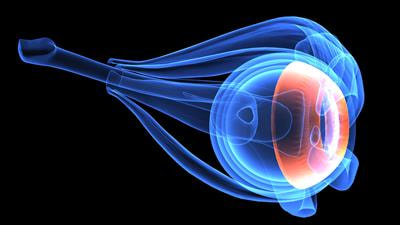 Cover image for research topic "Differences Between Emmetropic and Myopic Eyes: Implications for Myopia Development, its Progression, and Ocular Health"