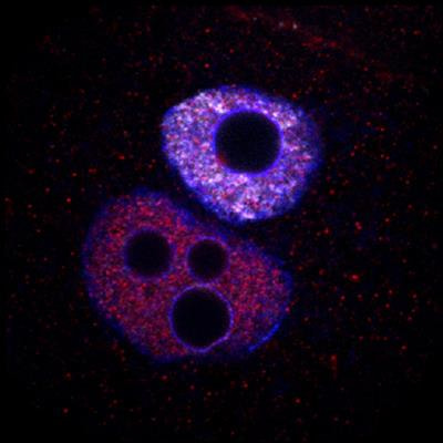 Cover image for research topic "Molecular and Cellular Mechanisms in Reproduction and Early Development"