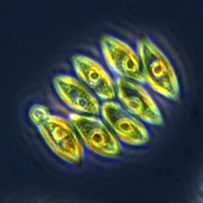 Cover image for research topic "Changing Plankton Communities: Causes, Effects and Consequences"