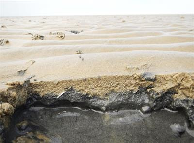 Cover image for research topic "Microbial Sulfur Metabolism -
From Symbiosis to Global Nutrient Cycling
"