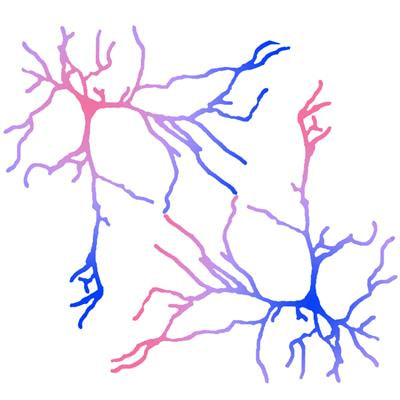 Cover image for research topic "The Male and Female Brain: Molecular Mechanisms of Sex Differences"