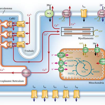 Cover image for research topic "Systems Biology Approaches to Understanding the Cause and Treatment of Heart, Lung, Blood, and Sleep Disorders"