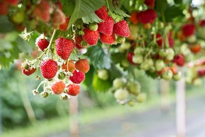 Cover image for research topic "Enhancing Berry Fruit Quality: Unraveling the Influence of Preharvest and Postharvest Factors"