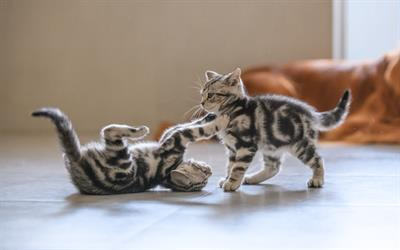 Cover image for research topic "Insights into the Gut Microbiota in Companion Animals"