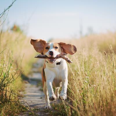 Cover image for research topic "Omics Research in Canine and Feline Microbiome: Implications for Veterinary Medicine and Companion Animal Health"
