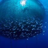 Cover image for research topic "Differentiating and defining ‘exposed’ and ‘offshore’ aquaculture and implications for aquaculture operation, management, costs, and policy"