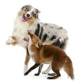 Cover image for research topic "Parasites at the Wildlife-Domestic Animal Interface"