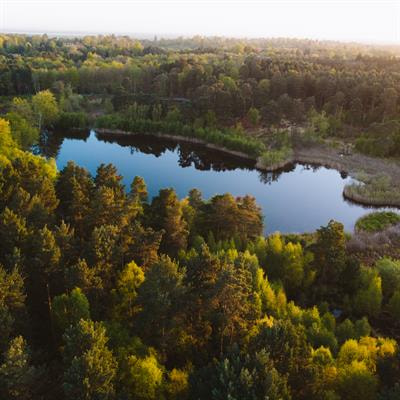 Cover image for research topic "Forest Microbiome: Dynamics and Interactions in the Anthropocene Era"