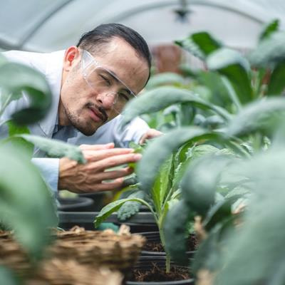 Cover image for research topic "Microbial Regulation of Plant Immunity: Mechanisms and Applications"