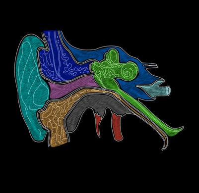 Cover image for research topic "Vestibular Evoked Myogenic Potential - Beyond a Simple Test of Otolith Function"