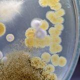 Cover image for research topic "Plant-microbes Interactions and Resistance Against Abiotic Stress"
