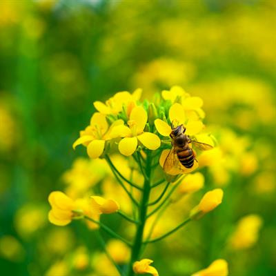 Cover image for research topic "Research on Brassicaceae Crops Genomics and Breeding, volume II"