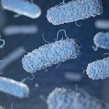 Cover image for research topic "One Health Approach in Addressing Microbial Food-Safety Challenges"