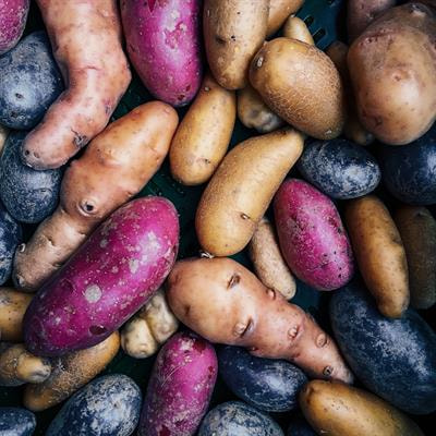 Cover image for research topic "Quality and Resistance Physiology and Regulation of Root and Tuber Crops"