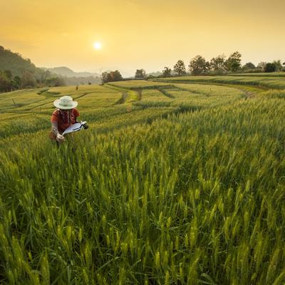 Cover image for research topic "Advances in crop breeding for abiotic stress tolerance"