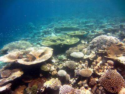 Cover image for research topic "Coral Reefs in the Anthropocene"