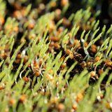 Cover image for research topic "Plant Responses to Phosphorus and Nitrogen Starvation: Genetic Insights and Agricultural Innovations"