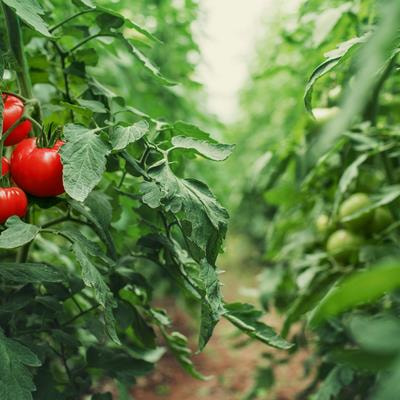Cover image for research topic "From Classical Breeding to Modern Biotechnological Advancement in Horticultural Crops - Trait Improvement and Stress Resilience, volume II"