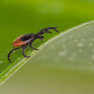 Cover image for research topic "Parasites at the One Health Interface"