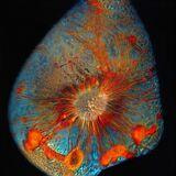 Cover image for research topic "Endocrine Complications of COVID-19: Short and Long"
