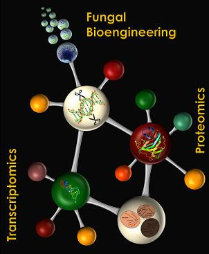 Cover image for research topic "Advances in the Regulation and Production of Fungal Enzymes by Transcriptomics, Proteomics and Recombinant Strains Design"