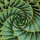 Cover image for research topic "Exploring Plant-Based Therapies in Veterinary Medicine"