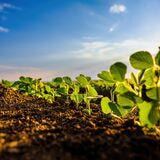 Cover image for research topic "Metabolomics in Crop Research – Current and Emerging Methodologies, volume III"