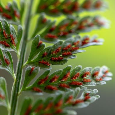 Cover image for research topic "Plant Diversification Driven by Genome and Chromosome Evolution and Its Reproductive and Environmental Correlates"