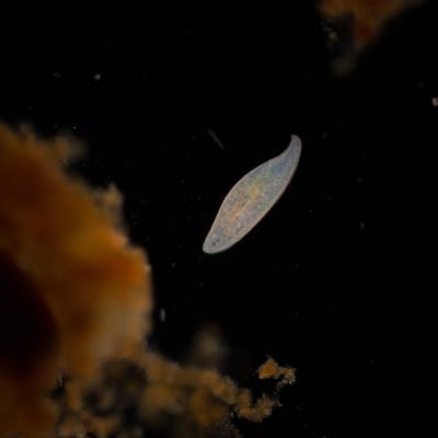 Cover image for research topic "Protistan Phagotrophy and the Far-reaching Implications"