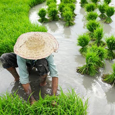 Cover image for research topic "Multi-Omics, Genetic Evolution and Crop Domestication"