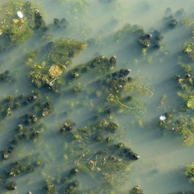 Cover image for research topic "Functional Response of Aquatic Plants to Environmental Stressors"