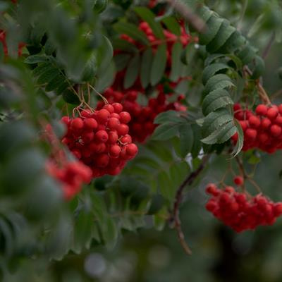 Cover image for research topic "Plant Specialized Metabolisms: Physiological Responses and Molecular Mechanisms"