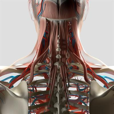 Cover image for research topic "Advancing Musculoskeletal Health: Bridging Basic and Clinical Research on Biomechanical Properties of Joints, Ligaments, Tendons, and Associated Structures"