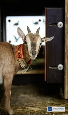 Cover image for research topic "Advances and Perspectives in Farm Animal Learning and Cognition"
