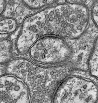 Cover image for research topic "Structural underpinnings of synaptic function"
